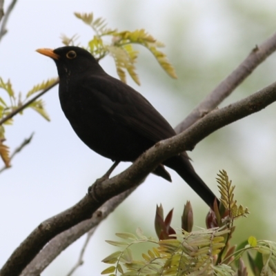 Turdus merula (Eurasian Blackbird) at Wodonga, VIC - 21 Oct 2022 by KylieWaldon