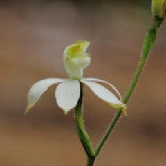 Caladenia dimorpha (Spicy Caps) at Bowral, NSW - 21 Oct 2022 by Snowflake