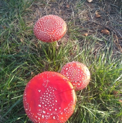 Amanita muscaria (Fly Agaric) at Haig Park - 29 Apr 2022 by JasoL