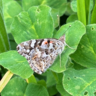 Vanessa kershawi (Australian Painted Lady) at Aranda, ACT - 20 Oct 2022 by KMcCue