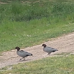 Chenonetta jubata (Australian Wood Duck) at Gungahlin, ACT - 20 Oct 2022 by JasoL