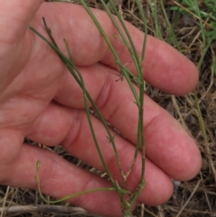 Wahlenbergia multicaulis (Tadgell's Bluebell) at Sutton, NSW - 17 Jan 2022 by AndyRoo