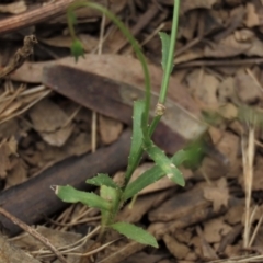 Wahlenbergia capillaris at Sutton, NSW - 17 Jan 2022 01:45 PM