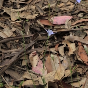 Wahlenbergia capillaris at Sutton, NSW - 17 Jan 2022 01:45 PM