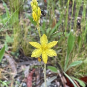 Bulbine bulbosa at Jerrabomberra, NSW - 22 Oct 2022