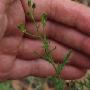 Senecio bathurstianus at Sutton, NSW - 17 Jan 2022