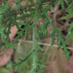 Senecio bathurstianus at Sutton, NSW - 17 Jan 2022