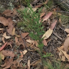 Senecio bathurstianus at Sutton, NSW - 17 Jan 2022