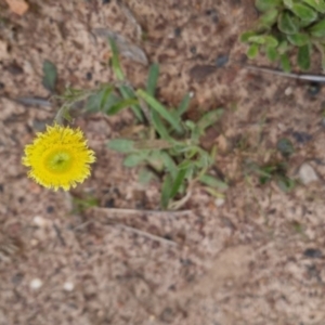 Coronidium scorpioides at Bungendore, NSW - 18 Oct 2022