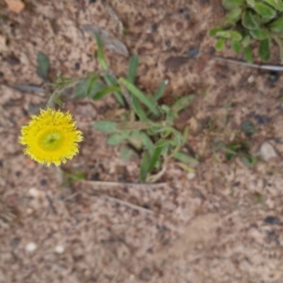 Coronidium scorpioides (Button Everlasting) at Bungendore, NSW - 18 Oct 2022 by clarehoneydove