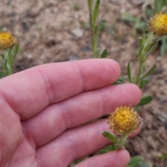 Coronidium scorpioides at Bungendore, NSW - 18 Oct 2022