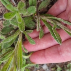 Coronidium scorpioides at Bungendore, NSW - 18 Oct 2022