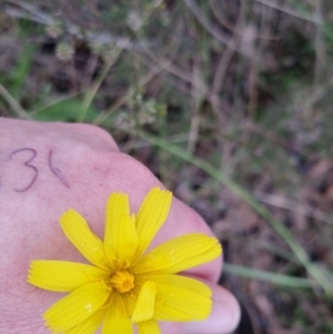 Microseris walteri at Bungendore, NSW - 21 Oct 2022 03:40 PM