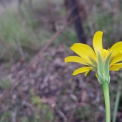 Microseris walteri at Bungendore, NSW - 21 Oct 2022