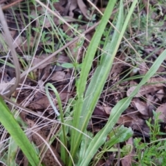 Microseris walteri at Bungendore, NSW - 21 Oct 2022 03:40 PM