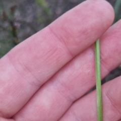 Microseris walteri at Bungendore, NSW - 21 Oct 2022