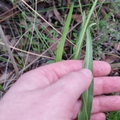 Microseris walteri at Bungendore, NSW - 21 Oct 2022