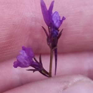 Linaria pelisseriana at Bungendore, NSW - 21 Oct 2022 03:35 PM