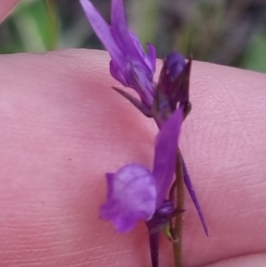 Linaria pelisseriana at Bungendore, NSW - 21 Oct 2022 03:35 PM