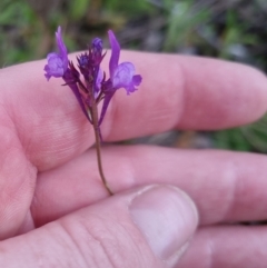 Linaria pelisseriana at Bungendore, NSW - 21 Oct 2022 03:35 PM