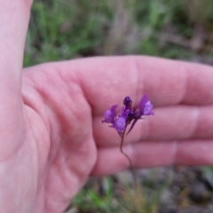 Linaria pelisseriana at Bungendore, NSW - 21 Oct 2022 03:35 PM