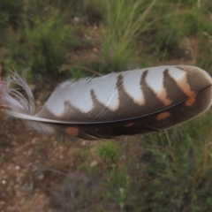 Falco berigora (Brown Falcon) at Sutton, NSW - 17 Jan 2022 by AndyRoo