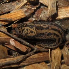 Limax maximus (Leopard Slug, Great Grey Slug) at Flynn, ACT - 20 Oct 2022 by Christine