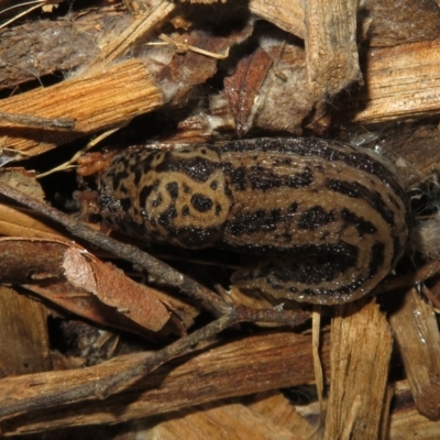 Limax maximus (Leopard Slug, Great Grey Slug) at Flynn, ACT - 20 Oct 2022 by Christine