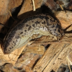 Limax maximus at Flynn, ACT - 20 Oct 2022