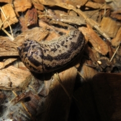 Limax maximus at Flynn, ACT - 20 Oct 2022 11:09 AM