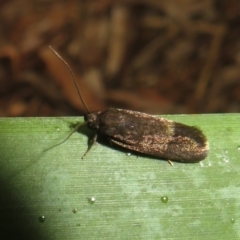 Leistomorpha brontoscopa (A concealer moth) at Flynn, ACT - 20 Oct 2022 by Christine
