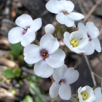 Drabastrum alpestre (Mountain Cress) at Bolaro, NSW - 17 Oct 2022 by DavidMcKay