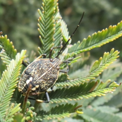 Theseus modestus (Gum tree shield bug) at Lake George, NSW - 19 Oct 2022 by Christine