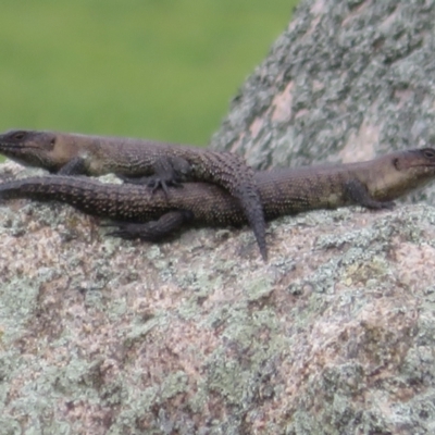 Egernia cunninghami (Cunningham's Skink) at Goulburn Mulwaree Council - 19 Oct 2022 by Christine