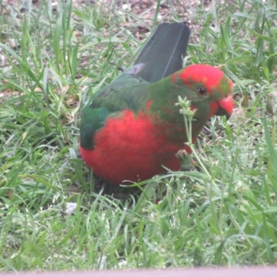 Alisterus scapularis (Australian King-Parrot) at Flynn, ACT - 16 Oct 2022 by Christine