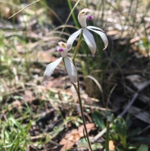 Caladenia ustulata at Wamboin, NSW - suppressed