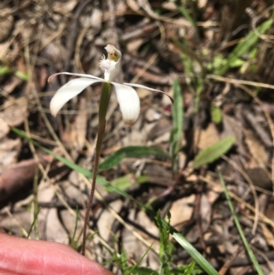 Caladenia ustulata (Brown Caps) at Wamboin, NSW - 17 Oct 2021 by Devesons