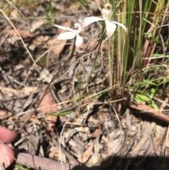 Caladenia ustulata at Wamboin, NSW - suppressed