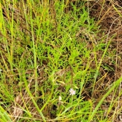 Vittadinia muelleri at Bombala, NSW - 22 Oct 2022