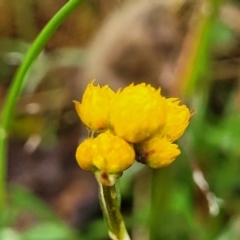 Chrysocephalum apiculatum (Common Everlasting) at Bombala, NSW - 22 Oct 2022 by trevorpreston