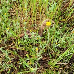 Chrysocephalum apiculatum at Bombala, NSW - 22 Oct 2022