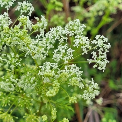 Conium maculatum (Hemlock) at Bombala, NSW - 22 Oct 2022 by trevorpreston