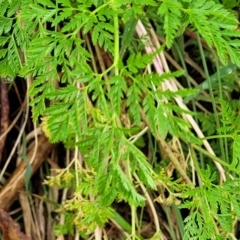 Conium maculatum at Bombala, NSW - 22 Oct 2022