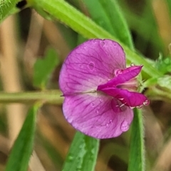 Vicia sativa (Common Vetch) at Bombala, NSW - 22 Oct 2022 by trevorpreston