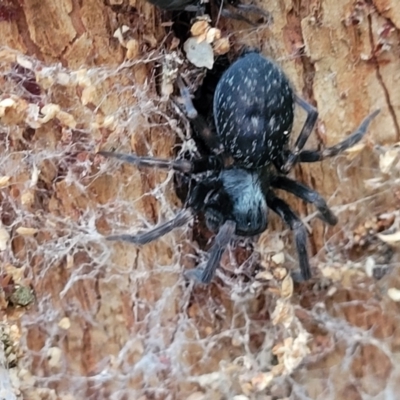 Badumna (genus) (Lattice-web spider) at Rockton, NSW - 22 Oct 2022 by trevorpreston
