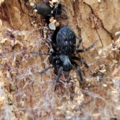 Badumna sp. (genus) at Rockton, NSW - 22 Oct 2022