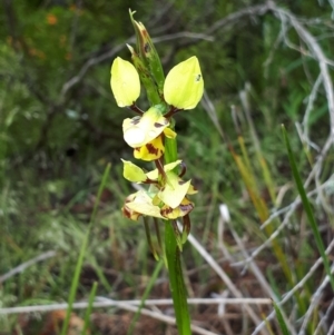 Diuris sulphurea at Coree, ACT - 22 Oct 2022