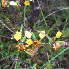 Diuris semilunulata (Late Leopard Orchid) at Coree, ACT - 22 Oct 2022 by EricZurcher