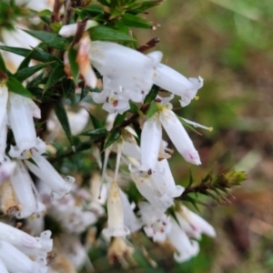 Epacris impressa at Paddys Flat, NSW - 22 Oct 2022 02:56 PM