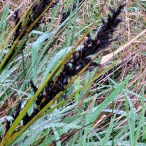 Gahnia subaequiglumis at Paddys Flat, NSW - 22 Oct 2022